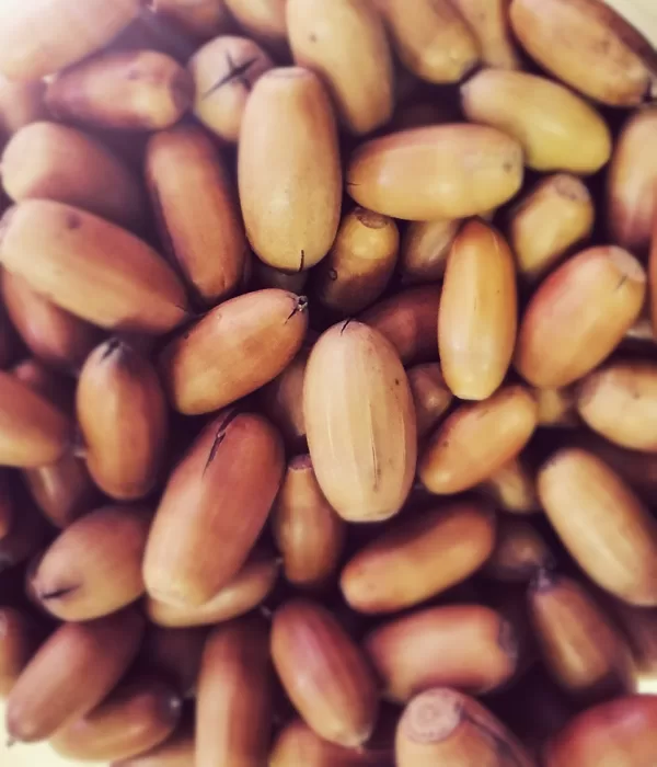 Dry Acorns