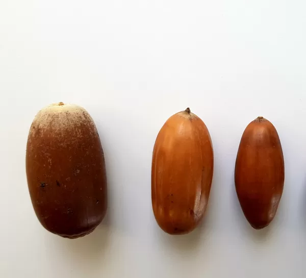Acorns