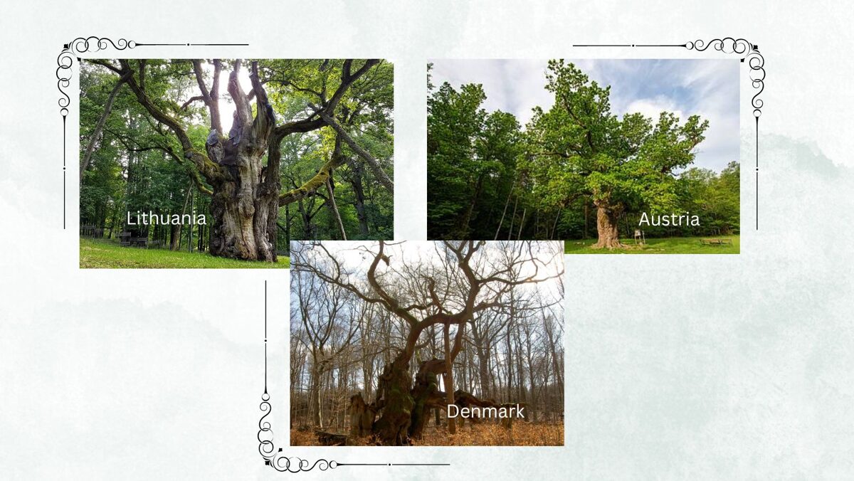 The biggest oak tree in Europe.