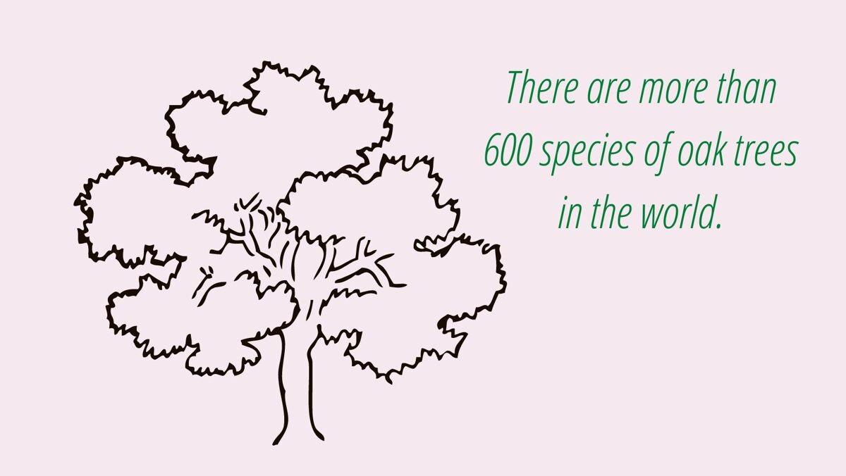more than 600 oak trees in the world